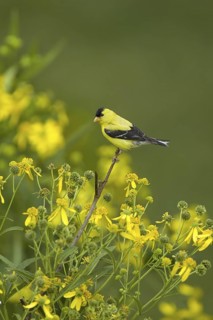 American Goldfinch (Spinus tristis) male, Ohio, USA