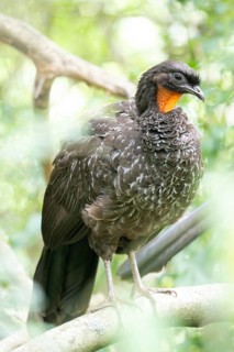 Bronze guan (Penelope obscura) in the forest in a nature reserve in Buenos Aires, Argentina