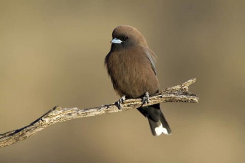 Little Woodswallow (Artamus minor), Queensland, Australia