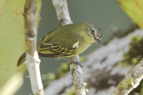 Slender-footed Tyrannulet (Zimmerius gracilipes), Ecuador