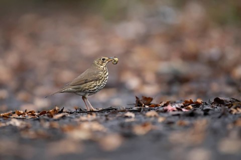 Song thrush (Turdus philomelos) adult bird with a snail for food in its beak, Suffolk, England,