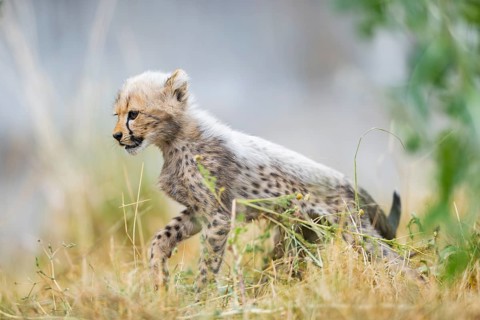 Cheetah (Acinonyx jubatus) youngster walking on a meadow, captive, occurrence Africa