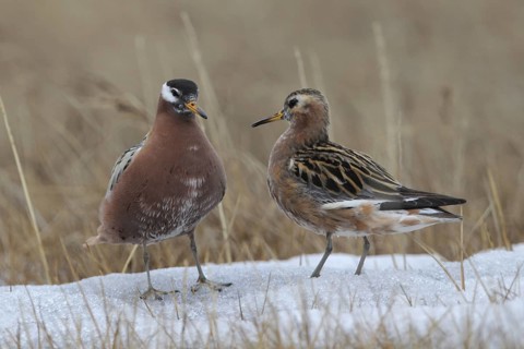 Red Phalarope (Phalaropus fulicarius), Alaska, USA