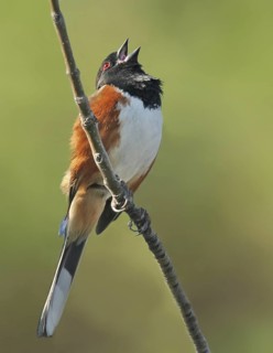 Spotted Towhee (Pipilo maculatus) singing, Saskatchewan, Canada