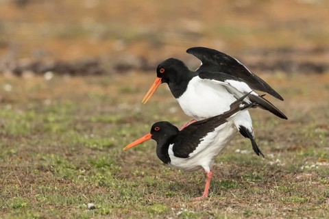 Eurasian Oystercatcher (Haematopus ostralegus) pair mating, Oeland, Sweden