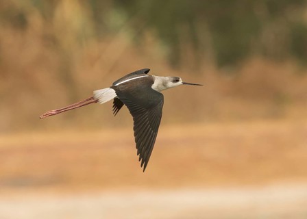 Black-winged Stilt (Himantopus himantopus) flying, Gambia