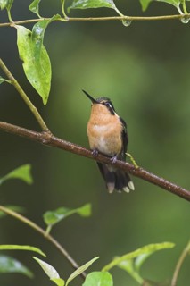 Purple-throated Mountaingem (Lampornis calolaemus) female, Costa Rica