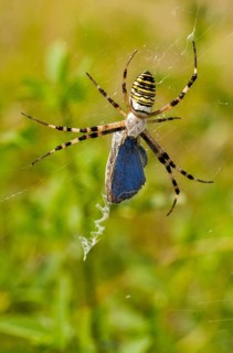 2009, Argiope Brünnichi, Brandenburg, Germany, Nabu, national natural heritage, natural paradise