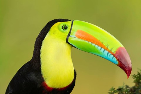 Keel-billed Toucan (Ramphastos sulfuratus) resting on branch at rainforest, Alajuela, Costa Rica