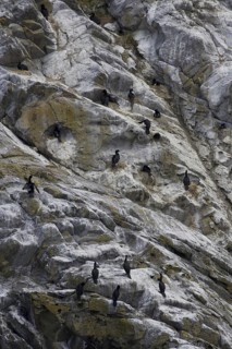 Pelagic Cormorant (Phalacrocorax pelagicus), British Columbia, Canada