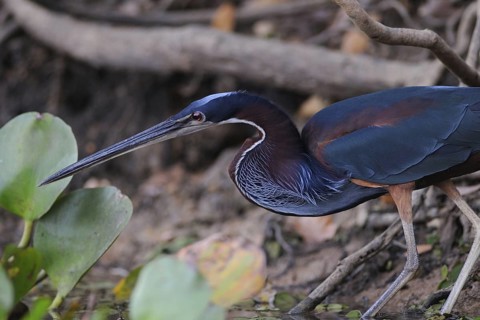 Agami Heron (Agamia agami), Pantanal, Brazil