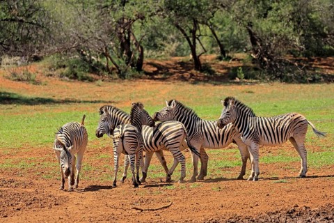Burchell's zebra (Equus quagga burchelli), Burchell's zebra, adult, group, alert, Mokala National