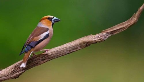 A hawfinch (Coccothraustes coccothraustes), Tiszaalp-r, Kiskuns-gi National Park, B-cs-Kiskun,