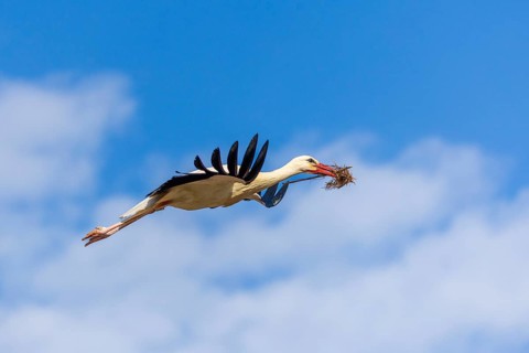 White stork (Ciconia ciconia), flying with nesting material in its beak, Affenberg, Salem, Lake