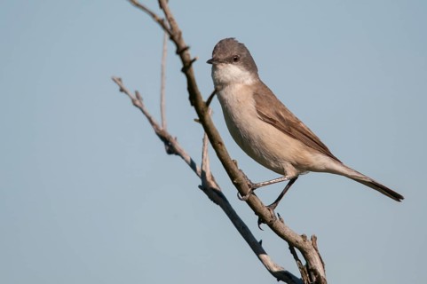 Brandenburg, Germany, rattlegrass warbler, lesser whitethroat, Nabu, national natural heritage,