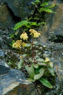 Crassulaceae, thick-leaf family, stonecrop, largefield hen, phylotelephium maximum, sedum maximum,