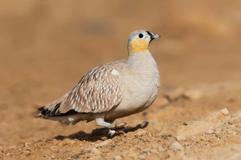 Crowned Sandgrouse (Pterocles coronatus) male, Negev, Israel