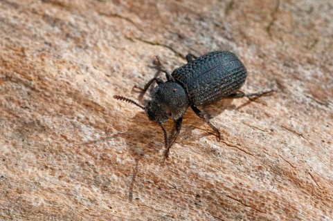 Tree Sponge Black Beetle, Black Tinder Beetle, Bolitophagus Reticulatus, Black Beetle, Tinder