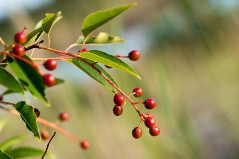 American grape cherry, Brandenburg, Germany, Nabu, Nabu project, national natural heritage, natural