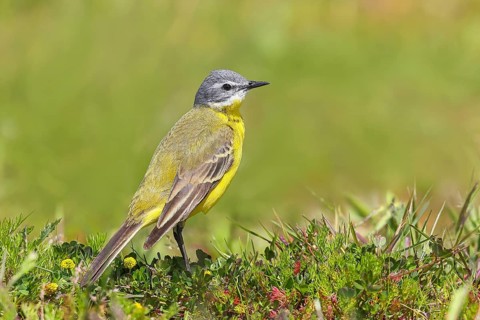 Yellow wagtail, (Motacilla flava), in a meadow, nature photography, wildlife, animals, bird,