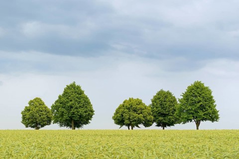 Deciduous trees, row of trees in a green cornfield, overcast sky, North Rhine-Westphalia, Germany