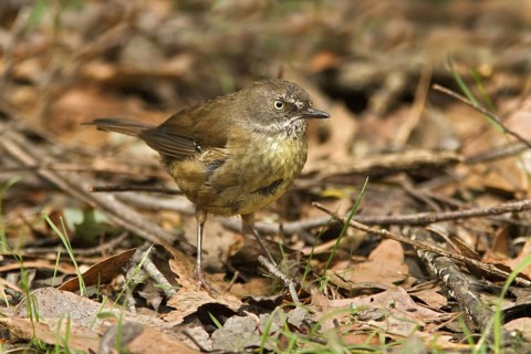 Tasmanian Scrubwren (Sericornis humilis), Tasmania, Australia