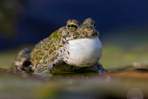 Green toad, Green toad, House toad, Variable toad, Village toad, Variegated toad, (Bufotes