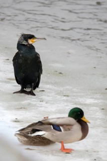 Black shag, cormorant, phalacrocorax carbo, birds, high size, portrait format, pelecaniforms,