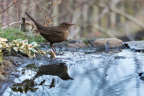 Blackbird, Turdus Merula, Bath, Bird Bath, Birds, Female, Passeri, Songbirds, Potion, Birdbath,