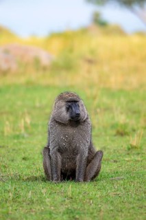 Anubis baboon or green baboon (Papio anubis) sitting in the grass, male, Murchison Falls National