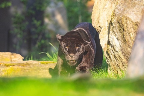 Black Jaguar (Panthera onca) walking, portrait, captive, distribution south america