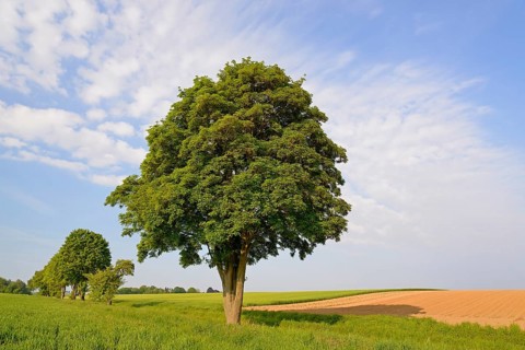 Deciduous trees, maple (Acer) in a countryside landscape, blue sky with clouds, North