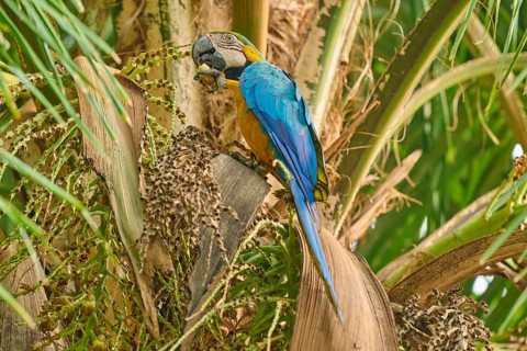 A parrot feeding amongst palm fronds in a tropical setting: Yellow-breasted Macaw (Ara ararauna),