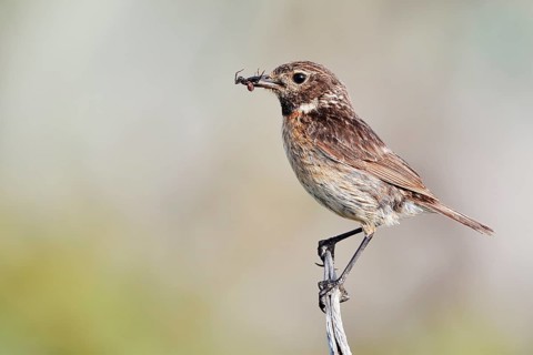 Stonechat (Saxicola rubicola), female with prey in her beak, Algarve, Portugal