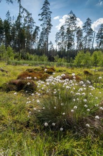 Cyperaceae, Eriophorum vaginatum, Germany, Greiz, moor cotton grass, Pöllwitz forest, sour grass,