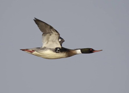 Red-breasted Merganser (Mergus serrator) male flying, Ohio, USA