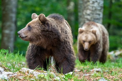 European brown bear (Ursus arctos arctos), two magnificent animals in the forest, Notranjska