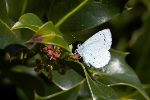Holly blue butterfly (Celastrina argiolus) adult insect resting on a garden Holly tree leaf in