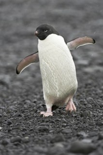 Adelie Penguin (Pygoscelis adeliae), Antarctica