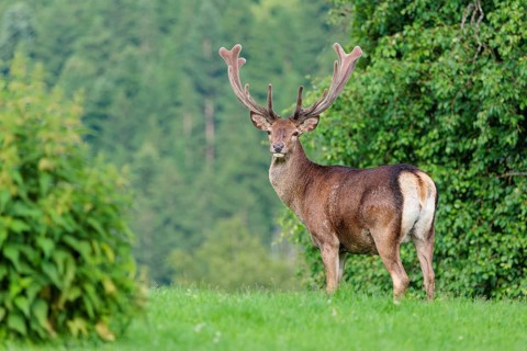 A red deer stag (Cervus elaphus) with its velvet antlers stands in a green meadow in hilly terrain.