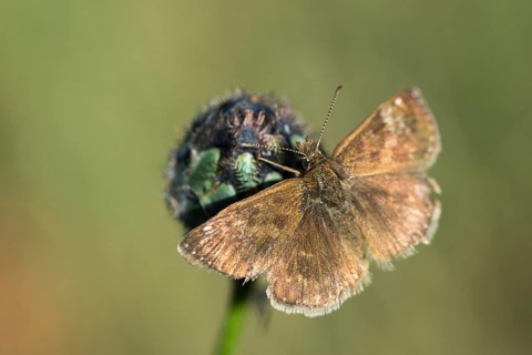 Dingy skipper, dark-headed butterfly, insects, butterflies, insects, butterflies, butterflies,