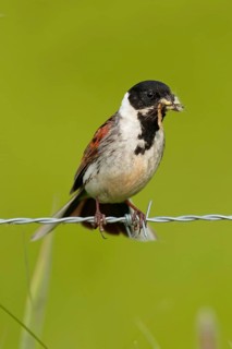 A male reed bunting (Emberiza schoeniclus) with food, Lake Duemmer, Germany