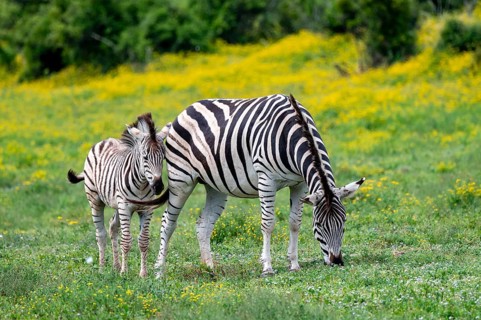 Burchell's zebra (Equus quagga burchelli) with foal standing in a flower meadow, Addo Elephant