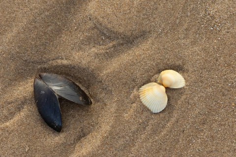 Mussel and Cockle shells on a sandy beach, England, United Kingdom