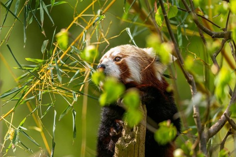 Red panda (Ailurus fulgens) walking on a tree, Germany