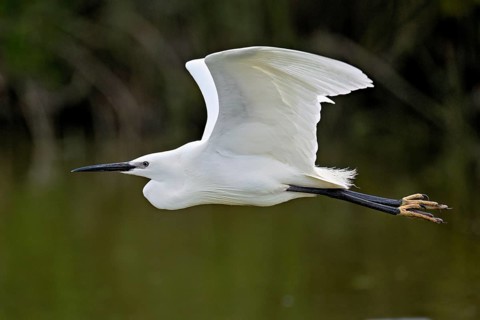 Little Egret (Egretta garzetta), in flight, Camargue, southern France, France