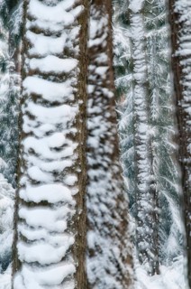 Tree, trees, high size, portrait, coniferous forest, snow, tree, forest, winter, wood
