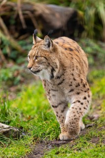 Eurasian lynx (Lynx lynx), in a forest, captive, Bavaria, Germany