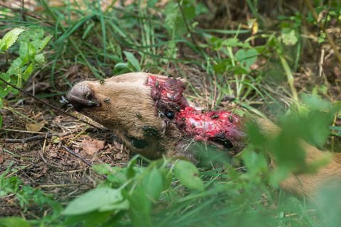 Artiodactyla, Canis lupus, Capreolus capreolus, carnivora, even-toed ungulate, cloven-hoofed,
