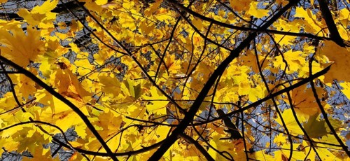 Yellow leaves branch out against a clear blue sky, migrating in autumn